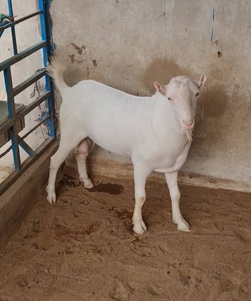 gulabi teddy bakra (bakri breeder) tedda goat tedy 3