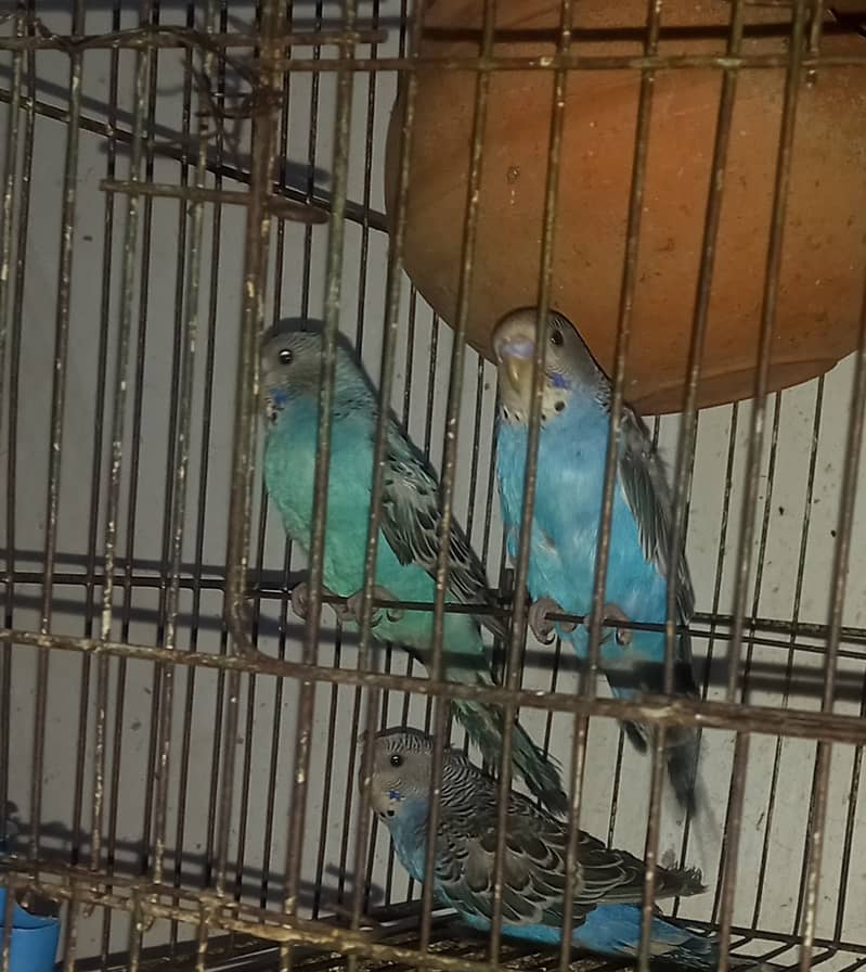 Budgies pathay 1