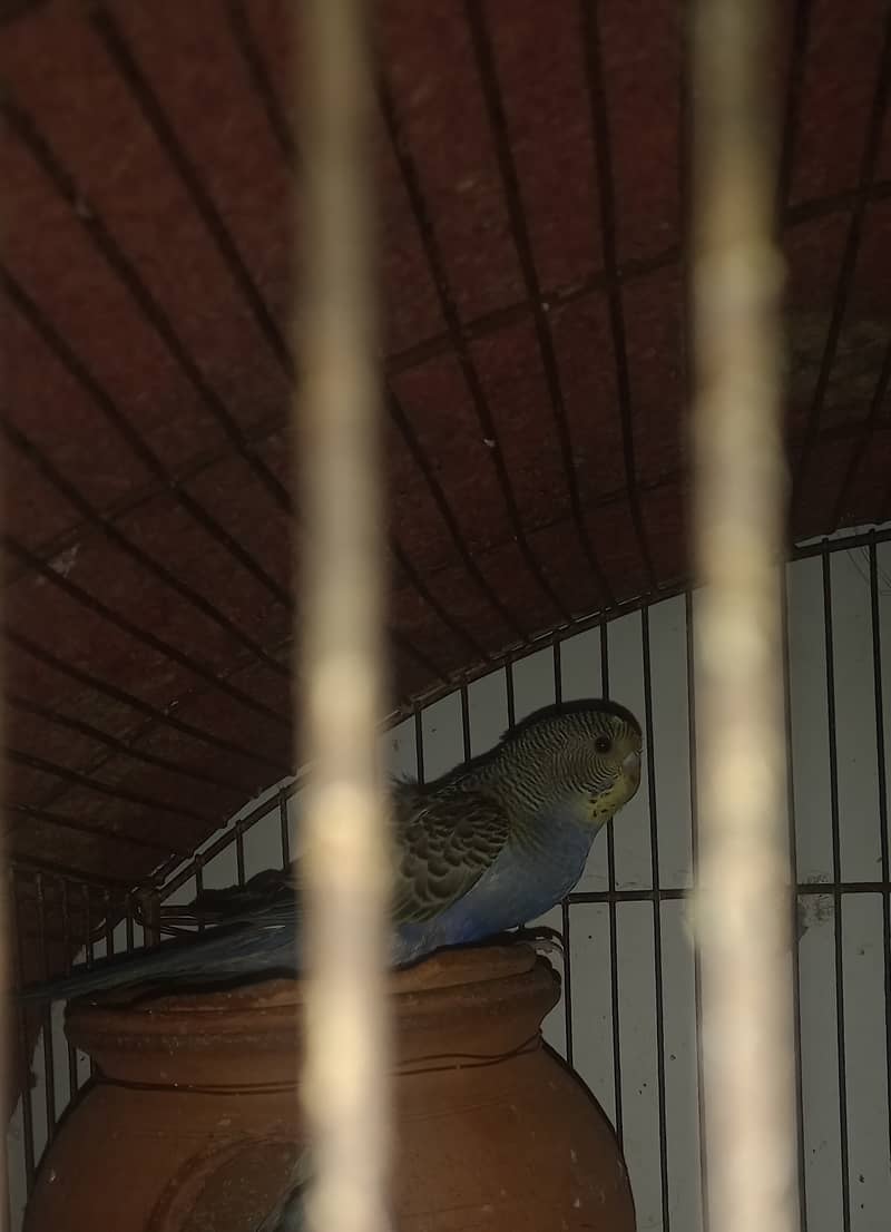 Budgies pathay 2