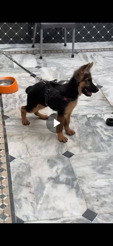 Vaccinated  German shepherd male  Pedigree. 4