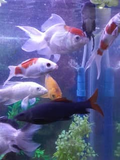 Oranda Gold Fish