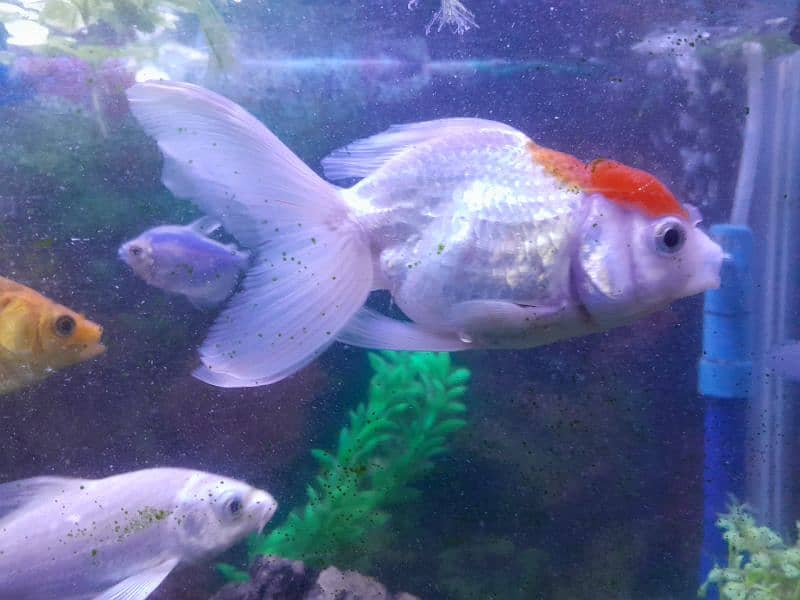 Oranda Gold Fish 3