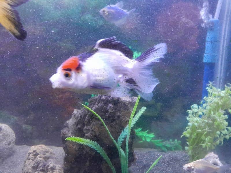 Oranda Gold Fish 4