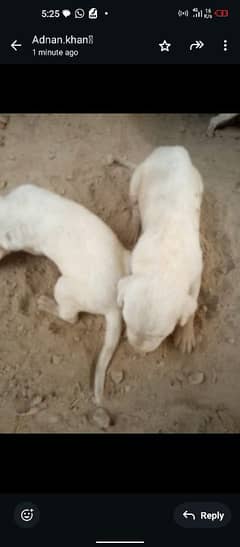 gultair dog only contact 03136050213