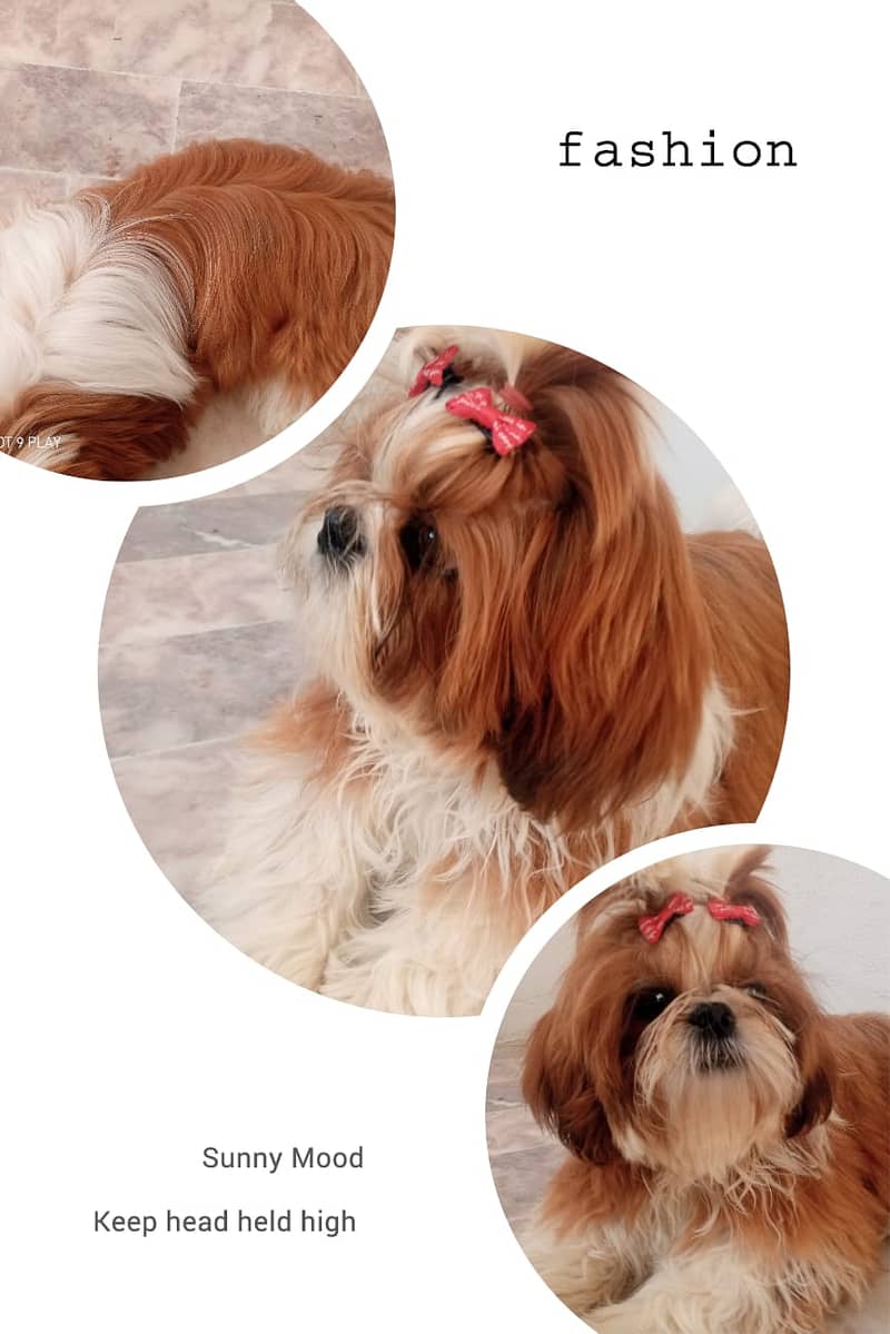 shih tzu dog 3 year breeder female Pedigreed 0