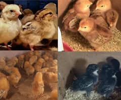 golden misri | lohman | rir | australorp | chicks | hens | murghi