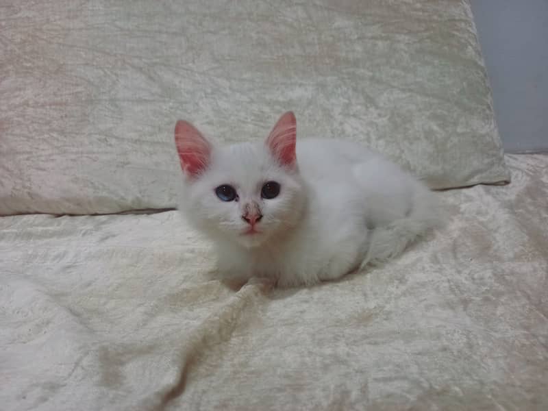 6-Week-Old Persian colored -Eyed Kitten for Sale – White Coat 0