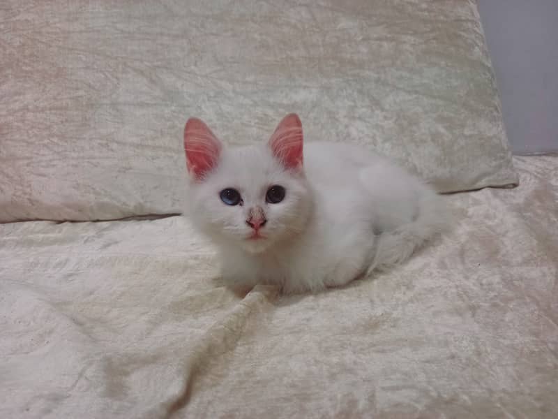 6-Week-Old Persian colored -Eyed Kitten for Sale – White Coat 1