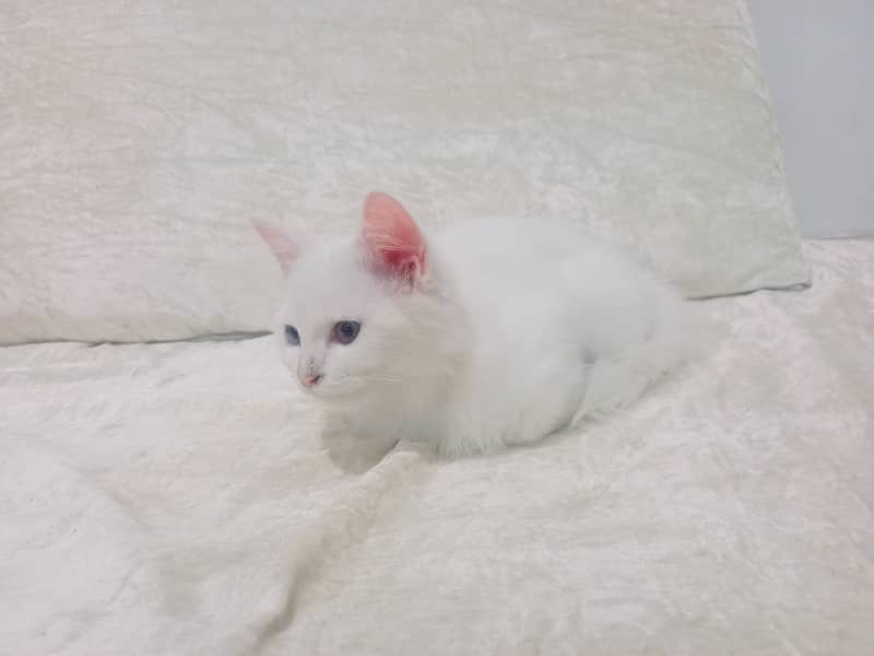 6-Week-Old Persian colored -Eyed Kitten for Sale – White Coat 2