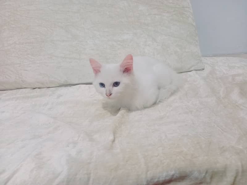 6-Week-Old Persian colored -Eyed Kitten for Sale – White Coat 3