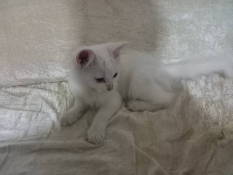 6-Week-Old Persian colored -Eyed Kitten for Sale – White Coat 5