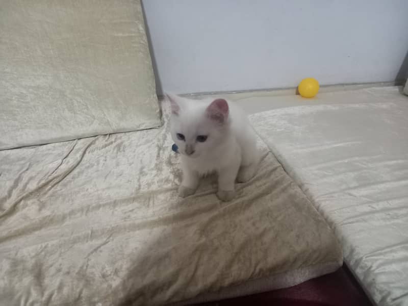 6-Week-Old Persian colored -Eyed Kitten for Sale – White Coat 6