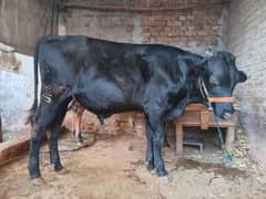 bull black  for sale