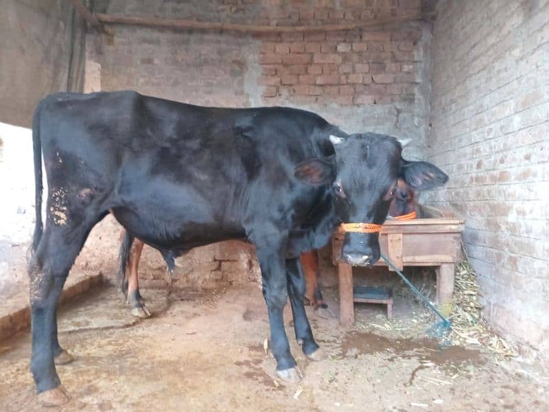 bull black  for sale 1