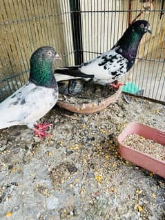 rampuri pigeon teddy frroazpuri kabutar fancy pigeon kabli high flyer