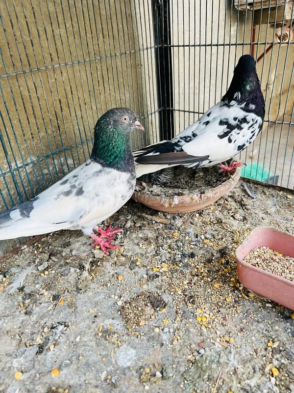 rampuri pigeon teddy frroazpuri kabutar fancy pigeon kabli high flyer 1