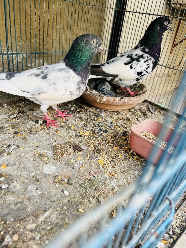 rampuri pigeon teddy frroazpuri kabutar fancy pigeon kabli high flyer 2