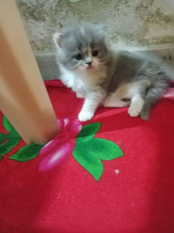 Kittens for sale 1