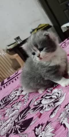 Kittens for sale