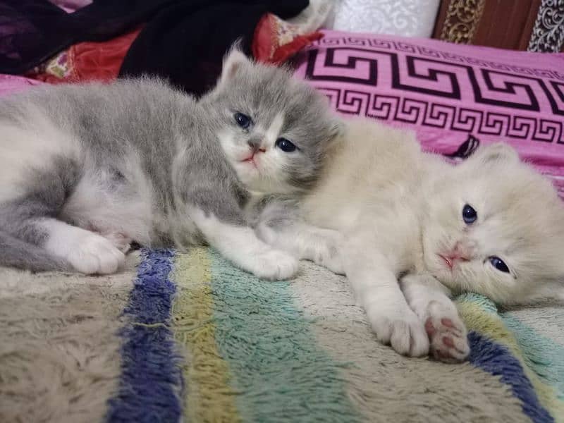 Kittens for sale 2