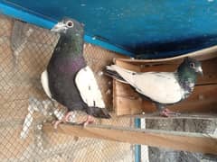 sohn chiry pigeon breeder pair