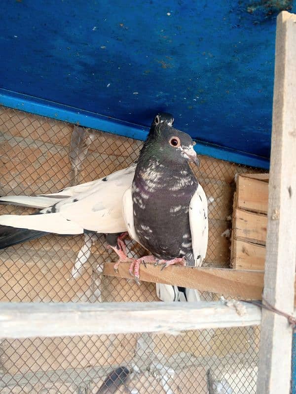 sohn chiry pigeon breeder pair 3