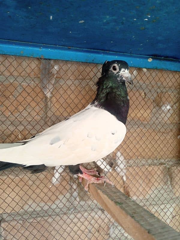 sohn chiry pigeon breeder pair 4