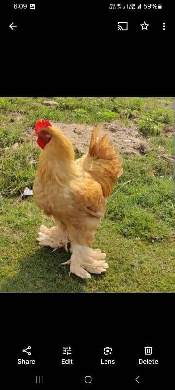 Golden heavy,  blue and white heavy cochine only chick's available 0