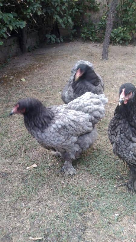 Golden heavy,  blue and white heavy cochine only chick's available 1