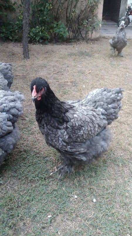 Golden heavy,  blue and white heavy cochine only chick's available 2