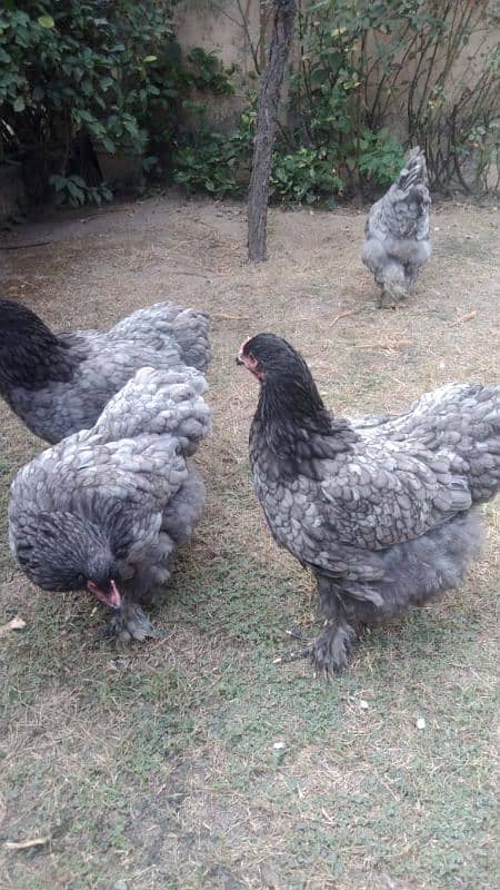 Golden heavy,  blue and white heavy cochine only chick's available 6