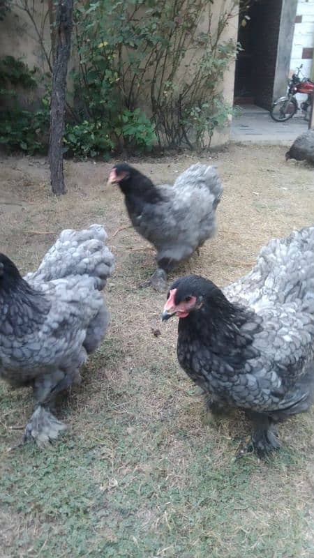 Golden heavy,  blue and white heavy cochine only chick's available 7