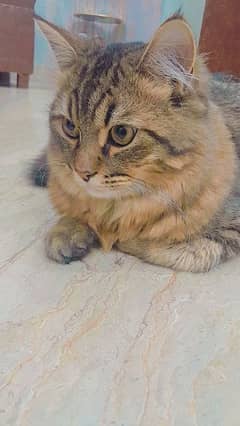 Persian cat