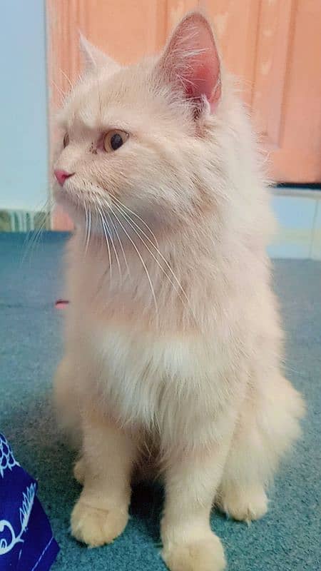 Persian Cat available for sell 0