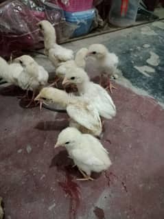 Heera aseel chicks for sale