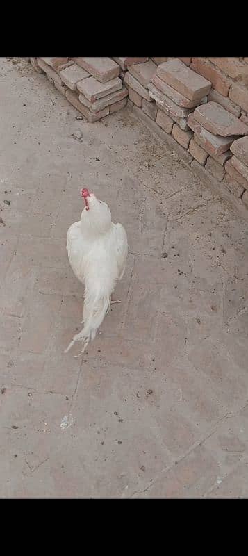 Heera aseel chicks for sale 2