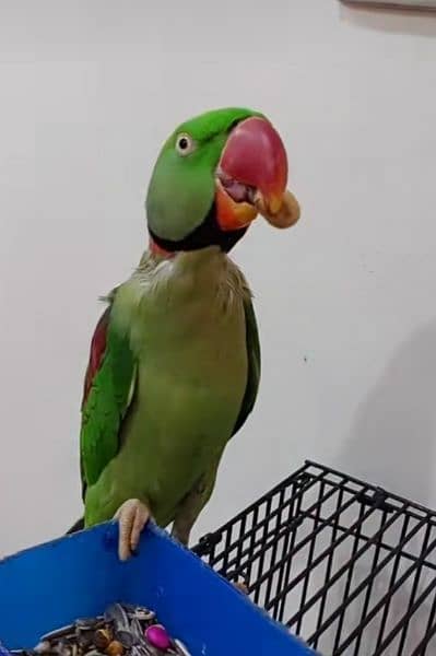 raw parrot for sale my WhatsApp number 03156390121 1