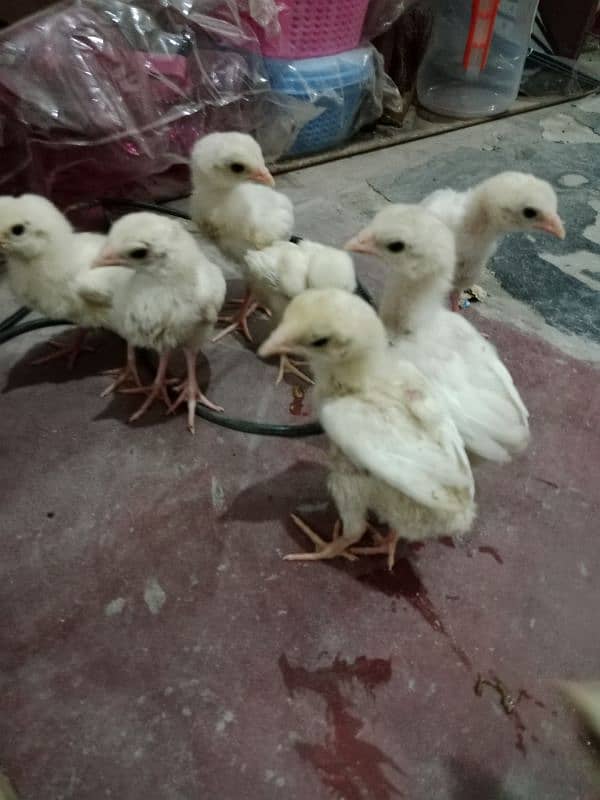 Heera aseel chicks for sale 4