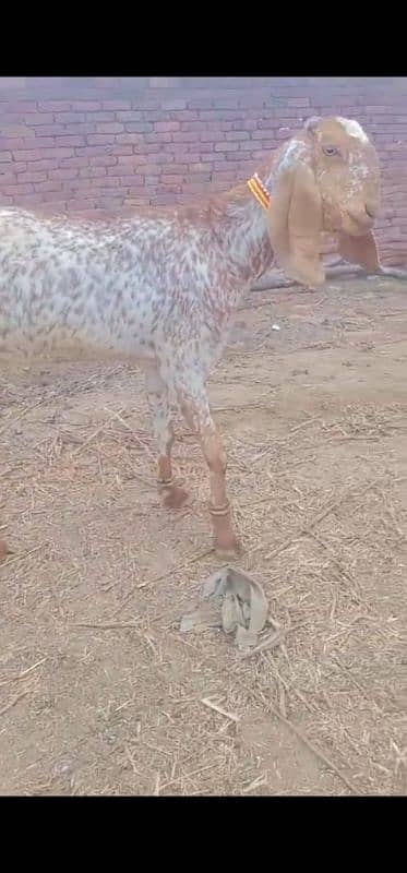 Beautiful makhi cheeni goats 1