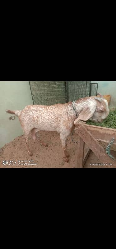 Beautiful makhi cheeni goats 2