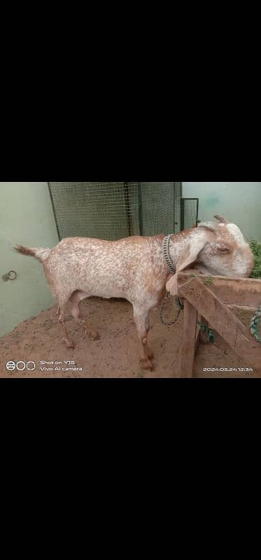 Beautiful makhi cheeni goats 3