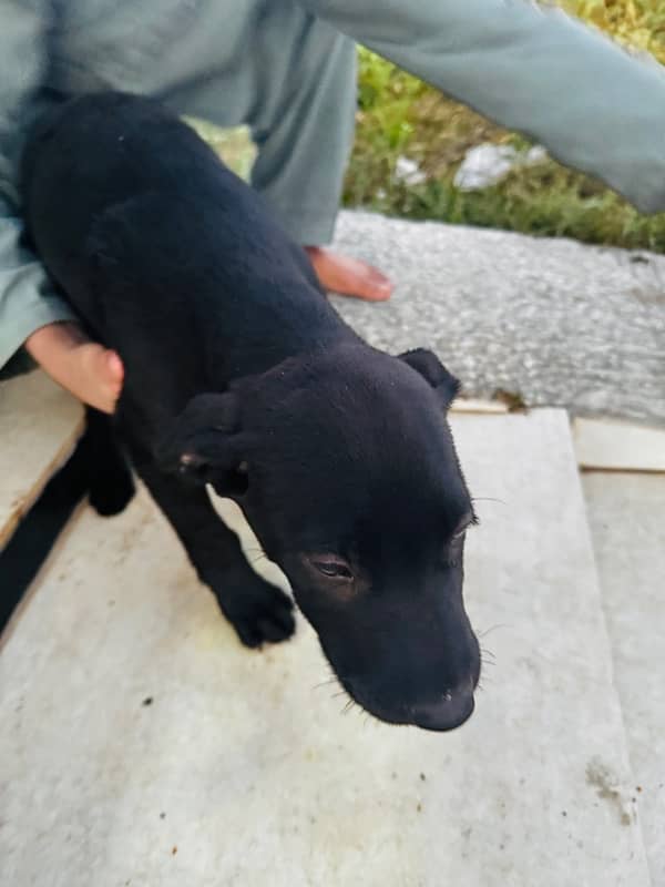 beautiful breed labrador puppu for sale 2