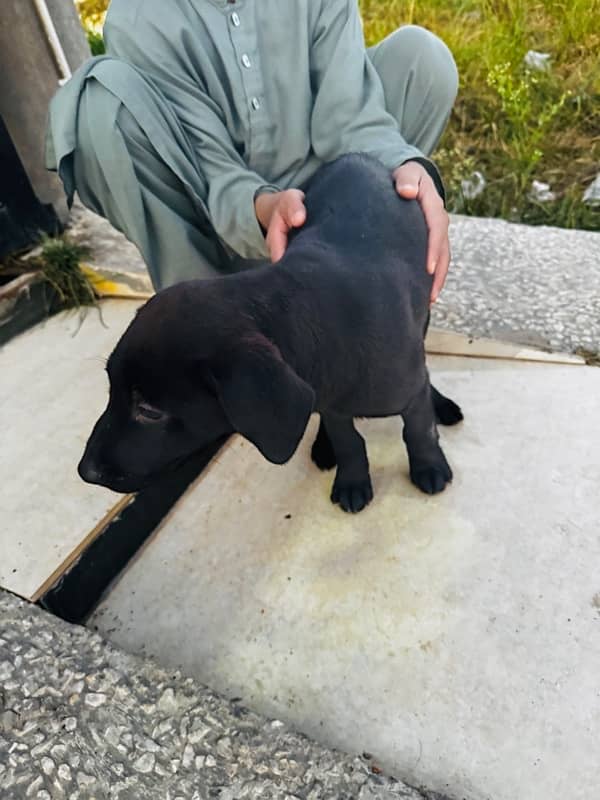 beautiful breed labrador puppu for sale 6