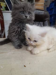 Persian kitten for urgent saleMy WhatsApp number 03473694899