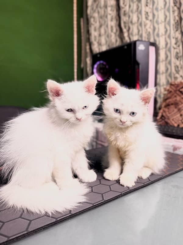 Triple coated Persian Kitten Pair for Sale - Playful, and Purebred 0