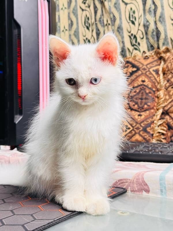 Triple coated Persian Kitten Pair for Sale - Playful, and Purebred 1