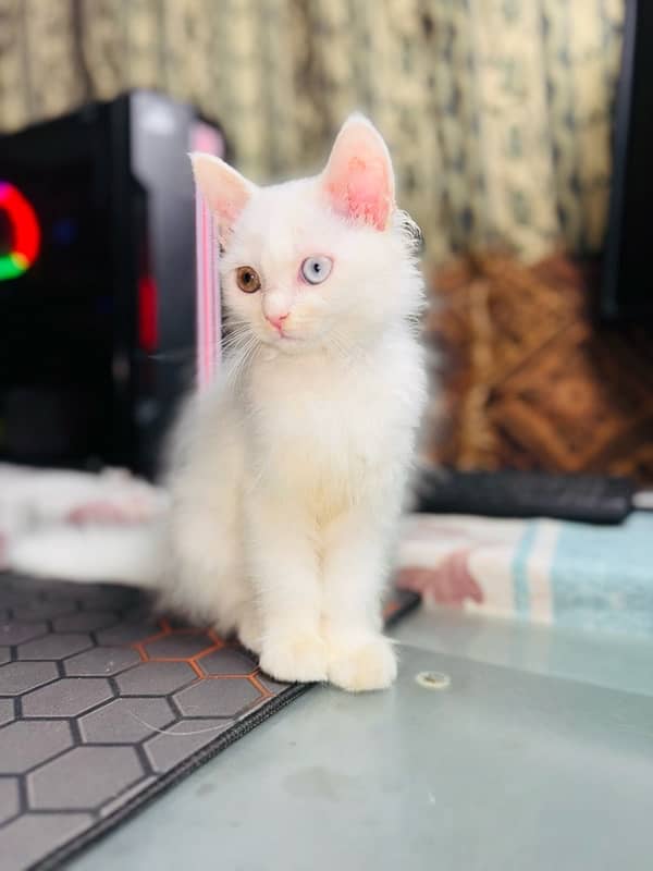 Triple coated Persian Kitten Pair for Sale - Playful, and Purebred 2