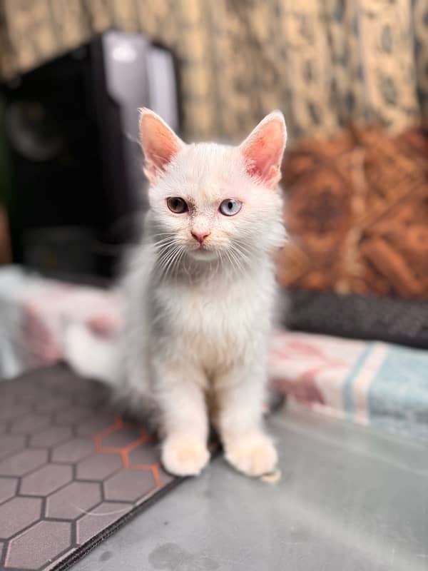 Triple coated Persian Kitten Pair for Sale - Playful, and Purebred 3