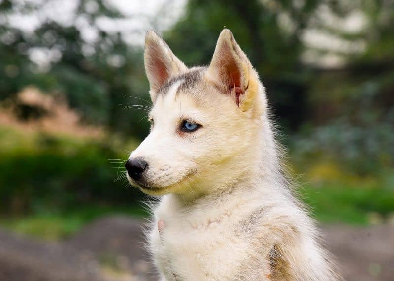 Siberian Husky Pedigree Parents Puppies Available 3