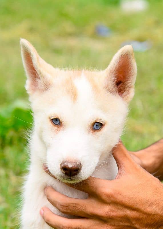 Siberian Husky Pedigree Parents Puppies Available 6